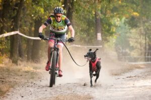 Bikejoring: O que é e como começar neste esporte emergente de mountain bike onde seu cachorro puxa você pelas trilhas