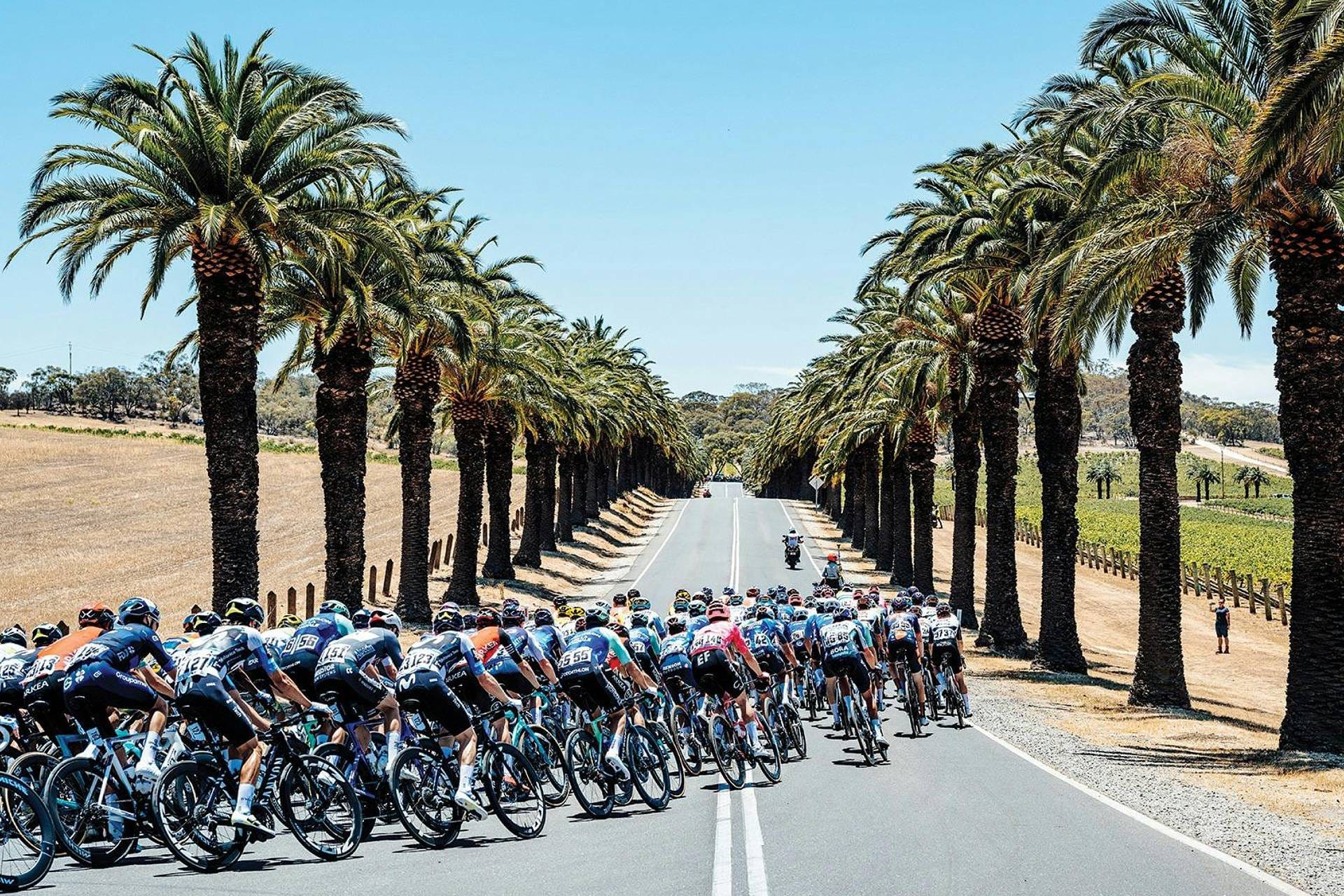 Tour Down Under 2026 Masculino: Tudo Que Você Precisa Saber Sobre a Abertura da Temporada no Calor Australiano