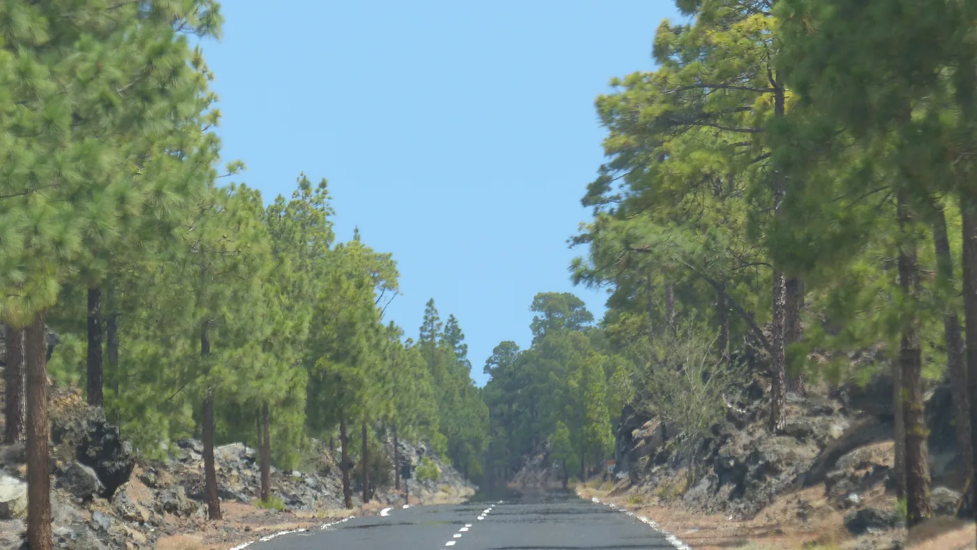 Estrada reta entre pinheiros no Parque Nacional del Teide, em Tenerife, a outra ilha do final planejado