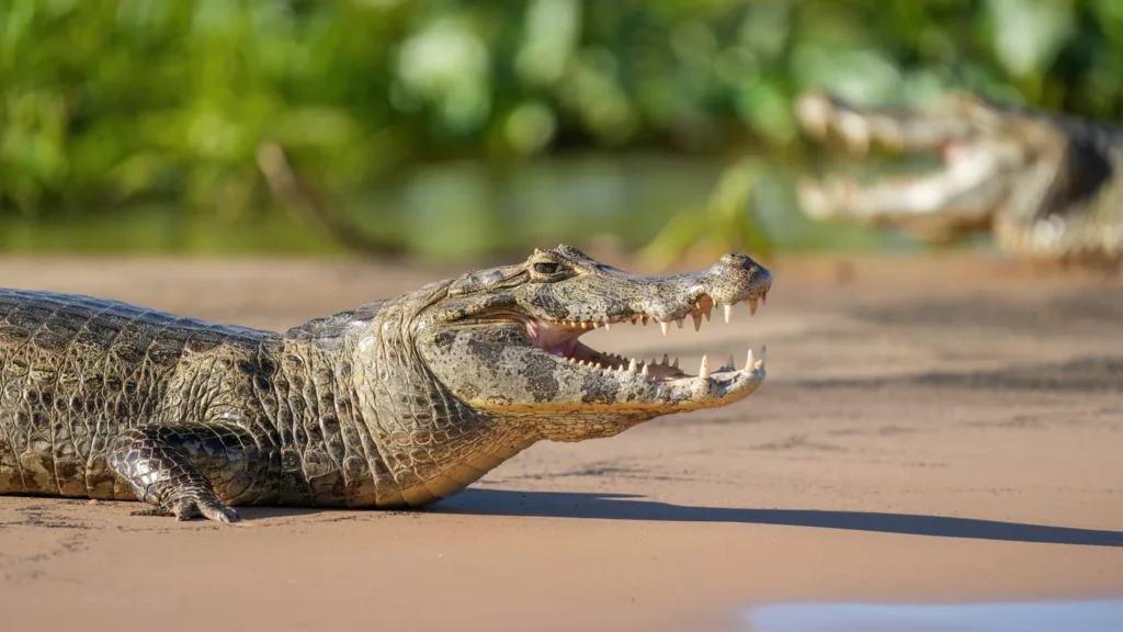 Jacarés tomam sol na margem de área alagada no Pantanal