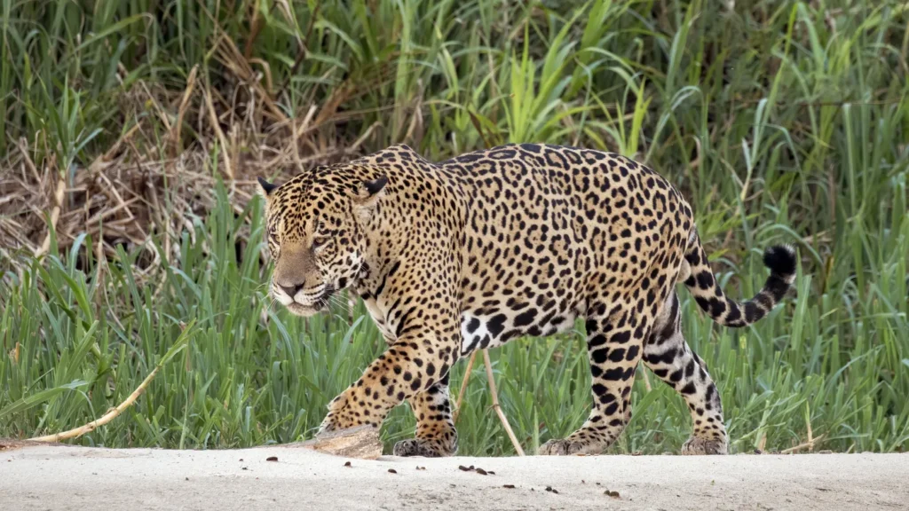 Onça-pintada caminha na margem de rio no Pantanal, observada a distância